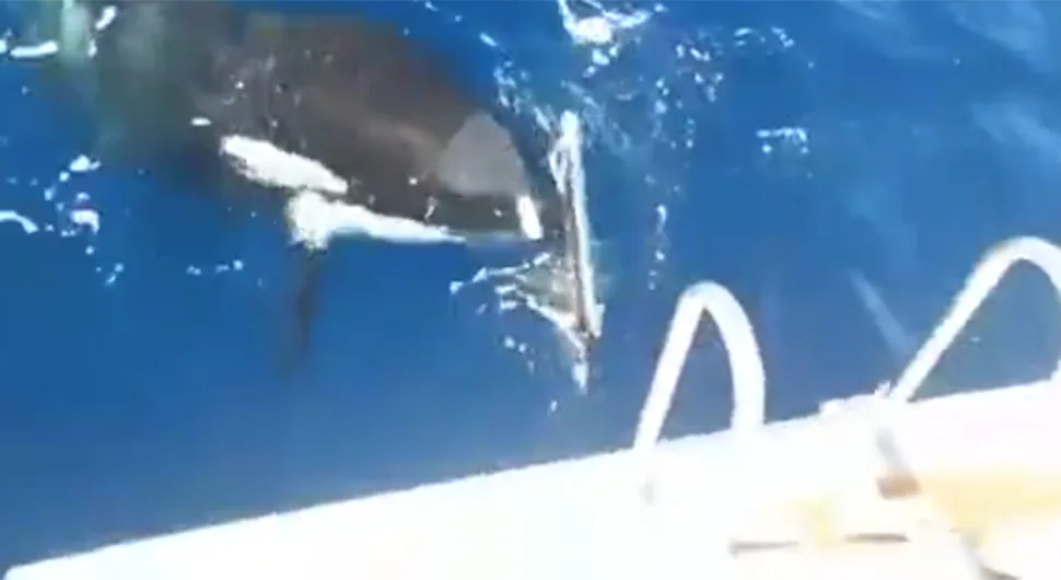 kitovi ubice ps.webp